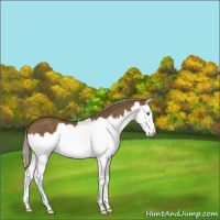 Horse Color:Chocolate Palomino Splash 