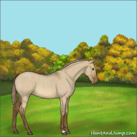 Horse Color:Chocolate Palomino Roan Dun 