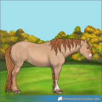 Horse Color:Red Dun 