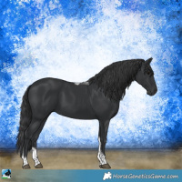 Horse Color:Black Tobiano Rabicano