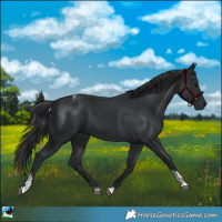 Horse Color:Black Tobiano Rabicano 