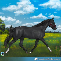 Horse Color:Black Tobiano Rabicano