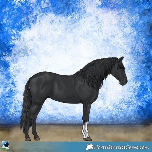 Horse Color:Black Tobiano Rabicano