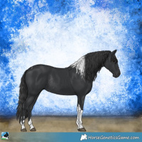 Horse Color:Black Tobiano Rabicano 