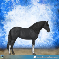 Horse Color:Black Tobiano Rabicano 