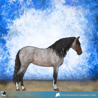 Horse Color:Brown Roan Tobiano Rabicano 