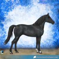 Horse Color:Black Tobiano Rabicano