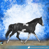 Horse Color:Black Tobiano Frame Rabicano