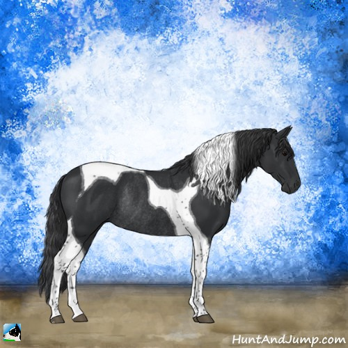 Horse Color:Black Tobiano Rabicano 