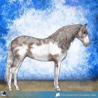 Horse Color:White Spotted Silver Black Splash Frame Rabicano