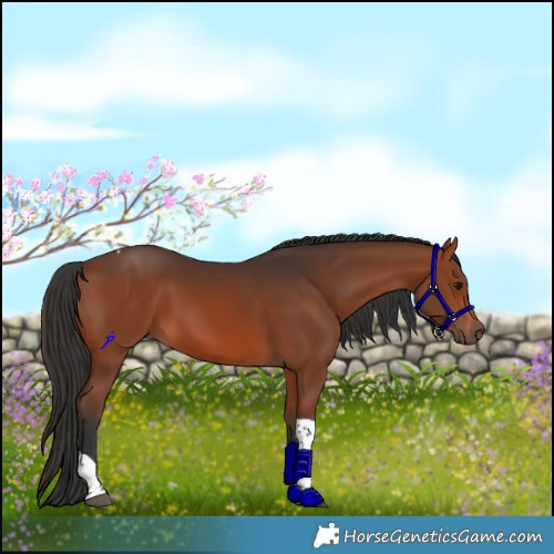 Horse Color:Brown Tobiano
