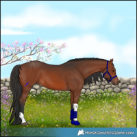 Horse Color:Brown Tobiano 