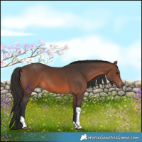 Horse Color:Brown Tobiano