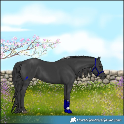 Horse Color:Black Tobiano