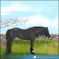 Horse Color:Black Tobiano 