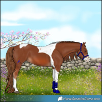 Horse Color:Chestnut Splash Tobiano