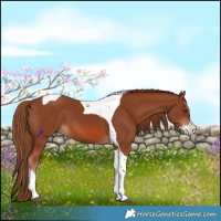 Horse Color:Chestnut Splash Tobiano 