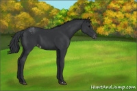 Horse Color:Black Appaloosa 