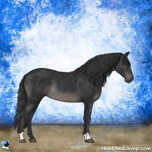 Horse Color:Black Rabicano 