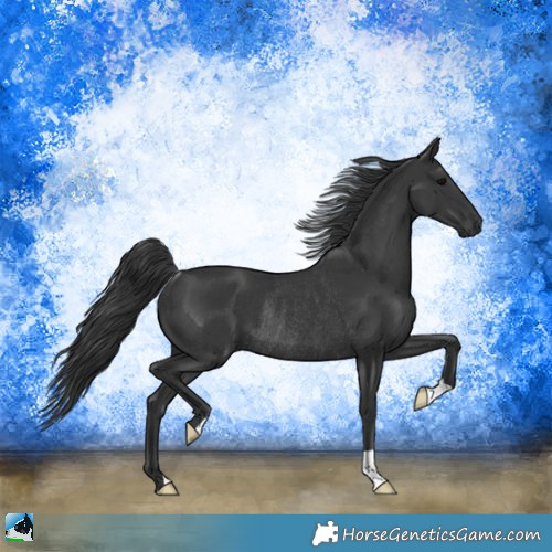 Horse Color:Black Rabicano