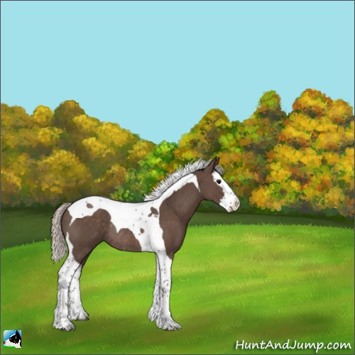 Horse Color:Silver Black Splash Tobiano Rabicano 