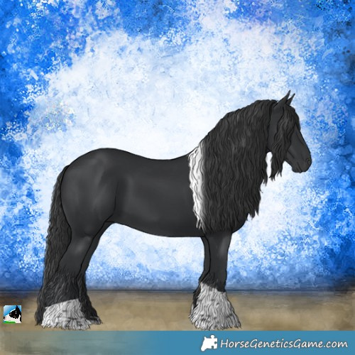 Horse Color:Black Tobiano Rabicano 