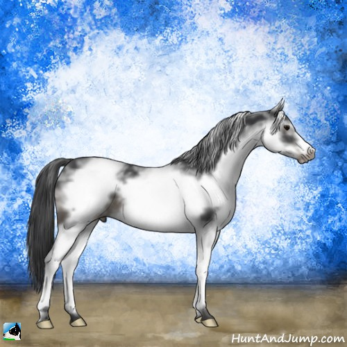 Horse Color:White Spotted Black Frame Rabicano 