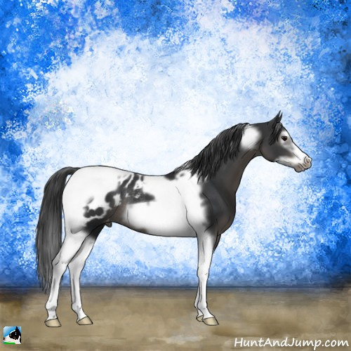 Horse Color:Black Splash Tobiano Frame Appaloosa Rabicano 