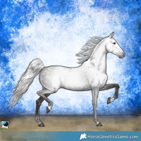 Horse Color:Gray Silver Black Rabicano 