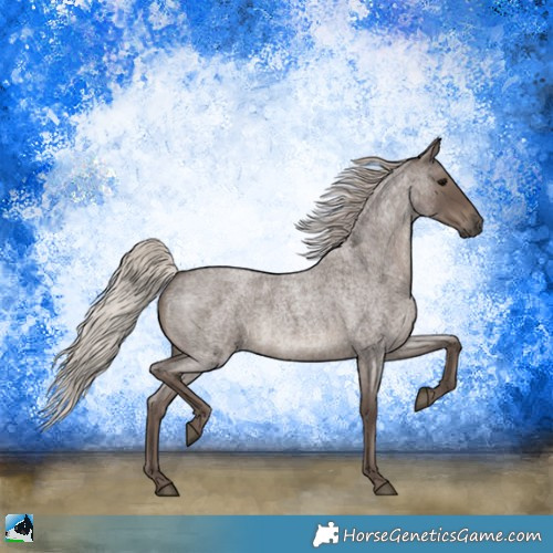 Horse Color:Silver Blue Roan Rabicano