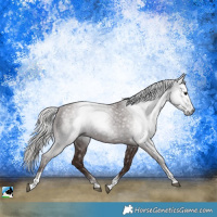 Horse Color:Gray Silver Black Tobiano Rabicano 