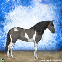 Horse Color:Grullo Tobiano Rabicano