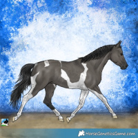 Horse Color:Grullo Tobiano Rabicano