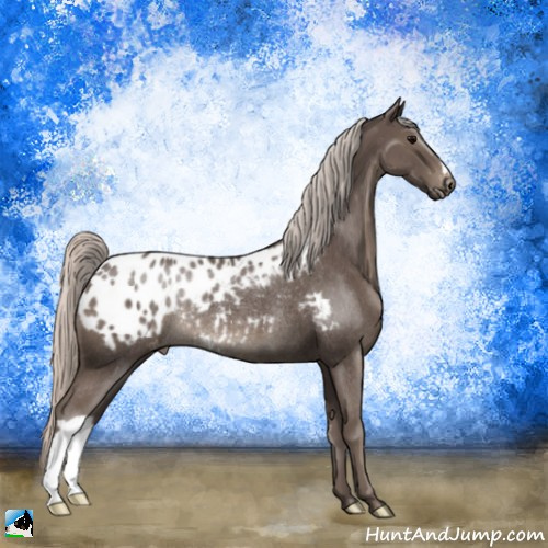 Horse Color:Silver Black Appaloosa Rabicano 