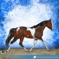 Horse Color:Bay Tobiano Frame Rabicano