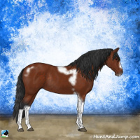 Horse Color:Bay Tobiano Frame Rabicano 