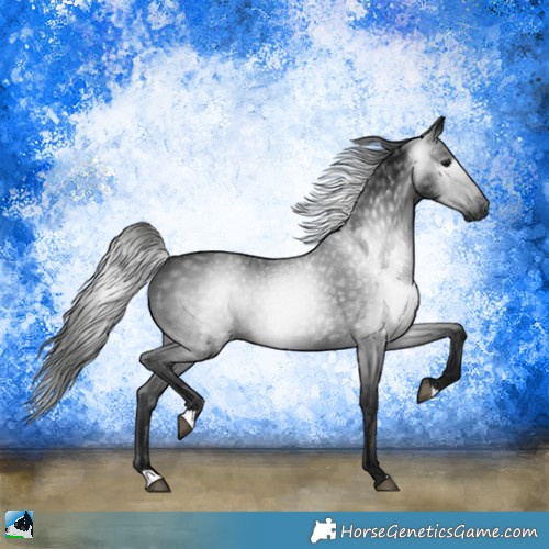 Horse Color:Gray Black Rabicano