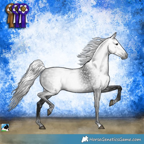 Horse Color:Gray Black Rabicano 