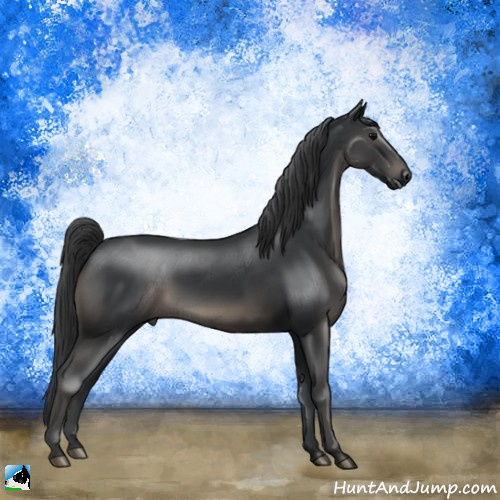 Horse Color:Black Rabicano 