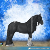 Horse Color:Black Tobiano Rabicano 