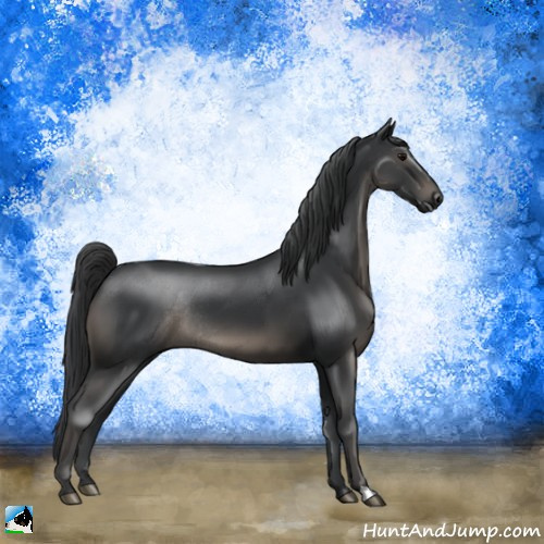 Horse Color:Black Rabicano 