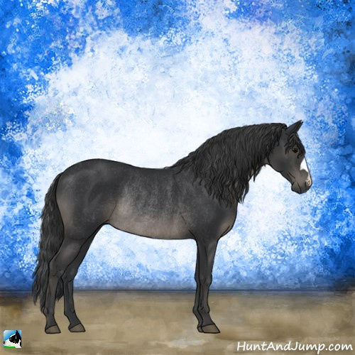 Horse Color:Black Rabicano 