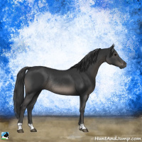 Horse Color:Black Rabicano 