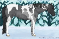 Horse Color:Blue Roan Tobiano