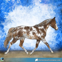 Horse Color:White Spotted Chocolate Palomino Rabicano