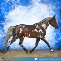 Horse Color:White Spotted Liver Chestnut Mushroom