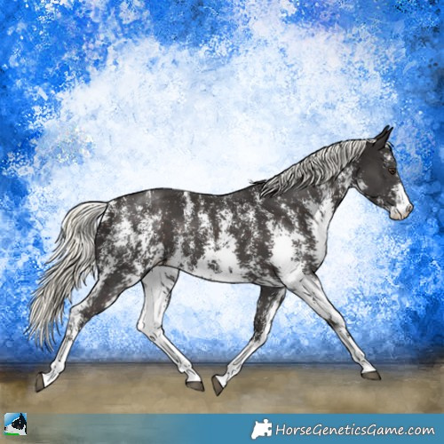 Horse Color:Liver Chestnut Mushroom Sabino Rabicano