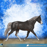Horse Color:Liver Chestnut Mushroom Sabino 