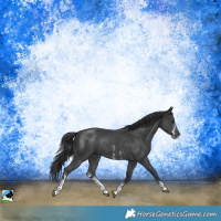 Horse Color:Black Mushroom Sabino Rabicano 