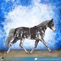 Horse Color:Liver Chestnut Mushroom Sabino